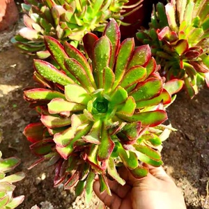 多肉植物 新法师三圣 蛇女娜迦 娜迦女王 多头手捧花 娜迦女王