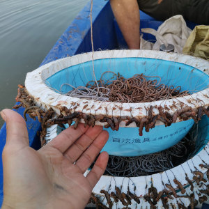 延绳钓排钩钓鱼甲鱼钩串钩钓组全套成品钓昂刺黑鱼鲶鱼黄辣丁鱼钩