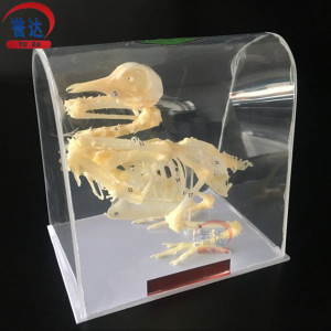 j43109鸽骨骼标本生物标本鸽子骨架模型教学仪器生物模型