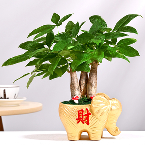 发财树虎皮兰金钱树金色花盆发财小象绿植组合盆栽创意桌面摆件