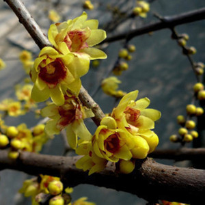 鄢陵腊梅盆景浓香型耐寒耐旱特价室内景观盆栽檀香夏腊梅树苗
