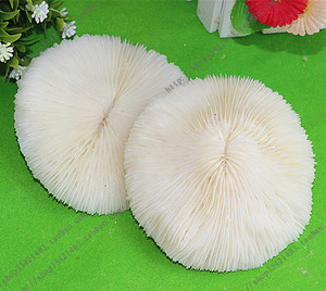 圆形白珊瑚海菊花海蘑菇贝壳鱼缸造景道具装饰品摆件