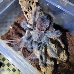 蜘蛛鲁弗斯火焰 秘鲁紫粉趾 巴西蓝绿粉趾 树栖蜘蛛 爬宠 宠物