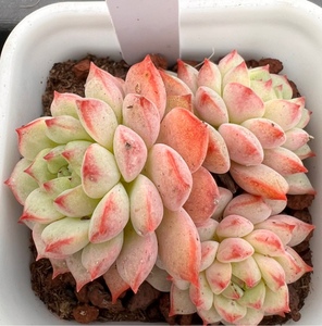 云熙多肉 熊猫脸多肉植物精品多肉一物一拍