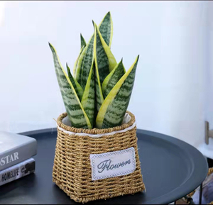 【虎皮兰盆栽同城】虎皮兰盆栽同城品牌,价格 - 阿里巴巴