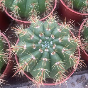 红花青王丸仙人球实生稀有品种勤开花仙人掌多肉植物小盆栽