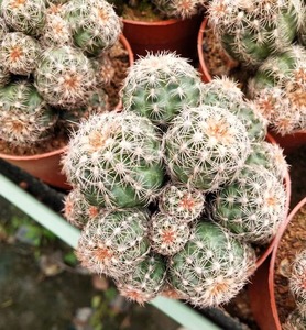 樱花罗星丸群生多头会开花仙人球裸萼属 桌面防辐射多肉植物盆栽