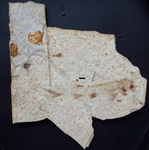 辽西鱼化石,nf318,鲟鱼化石,朝阳凌源大王杖子