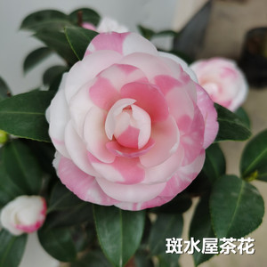 斑水屋茶花树苗盆栽进口名贵品种山茶挺远阳台室内嫁接花卉植物