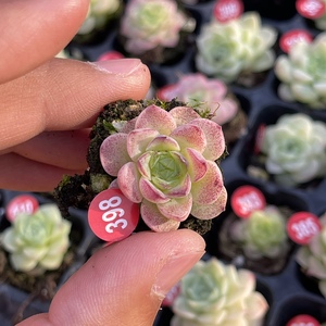 断崖女王多肉植物