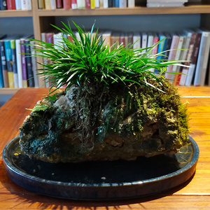 石菖蒲水培盆景附龙根苗鱼龟缸造景生养挺水活花草水养盆栽绿植物3人