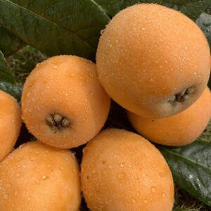 【非米易枇杷果】非米易枇杷果品牌,价格 - 阿里巴巴