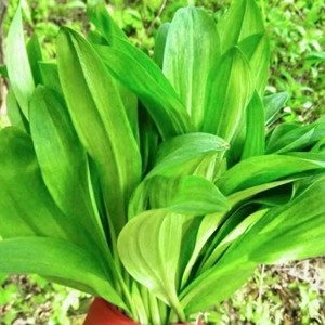 茗荑菜 玉簪叶韭根苗 春夏秋反复采摘叶似韭菜割而复生耐热耐寒