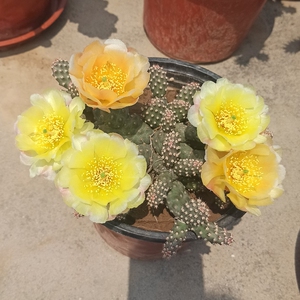 黄花迷你朝日团扇小群生仙人掌开花对版耐寒抗旱盆栽多肉opuntia