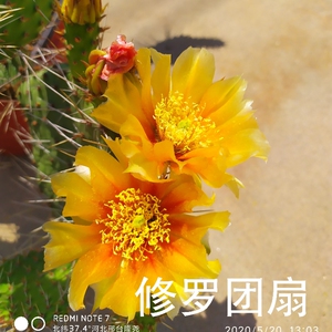 黄花橙花 修罗团扇 老品 抗冻 耐寒 好活易养 墙头仙人掌 耐贫瘠