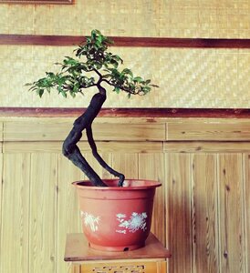 四川金弹子树桩黑塔子盆景素材熟桩今旦指小品山水附石树桩头