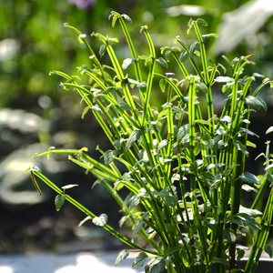 山花烂漫莳 四棱草盆栽 蝴蝶花筋骨草 箭羽 庭院花园花镜耐阴植物