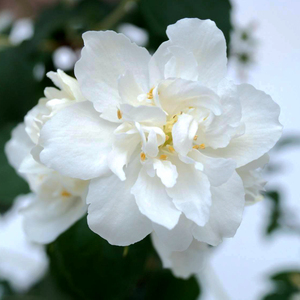 山花烂漫莳 重瓣山梅花雪贝尔雪玲 耐热寒花灌木盆栽花园庭院香味