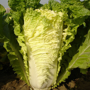 青麻叶大白菜籽长筒包心绿叶小青菜种子高产农家菜园秋播蔬菜种孑