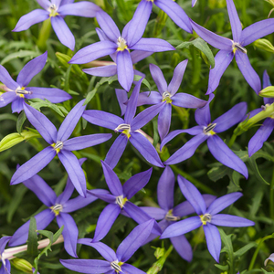 800人付款淘宝瑾裳|鲜花满天星鲜花彩星花束情人节礼物办公室内桌摆