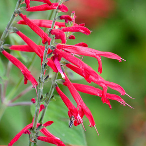 【物候】凤梨鼠尾草 水果香草盆栽花境芳香可食用料理耐热耐晒