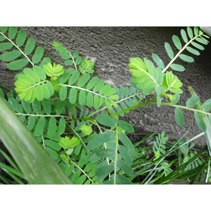 【苦味叶下珠】苦味叶下珠品牌,价格 - 阿里巴巴