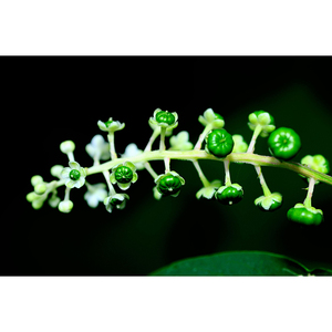 野生白根商陆苗 商陆根 土冬瓜 地萝卜 现挖现发 中草药