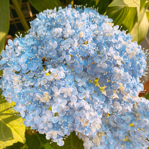 红豆园艺有松绣球花盆栽花苗四季开花阳台花卉植物老桩三河千鸟