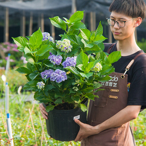 绣球花你我的一起你我的完美老桩大苗重瓣庭院花卉植物盆栽分枝多