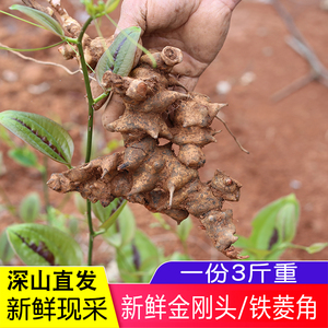 金刚藤头野生菝葜500g现挖新鲜药材广东滋补煲汤材料泡酒原料正品