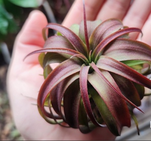 空气凤梨艾瑞克