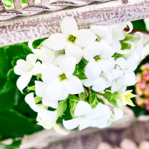 长寿花白色重瓣白雪单瓣冰岛室内外花卉盆栽阳台窗台观花婚礼洁白