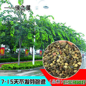 巨紫荆种子紫荆种子多花紫荆树种子洋紫荆加拿大宫粉紫荆种子