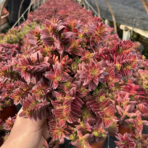 多肉植物 赤鬼城多头大群办公室阳台 老桩庭院阳台室内防辐射花卉