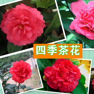 四季茶花夏日七心夏梦衍平夏梦文清重瓣红色大花阳台室内花卉