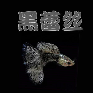 台湾纯种孔雀鱼黑蕾丝孕母临产热带鱼淡水鱼园区经济红豆稀饭知青