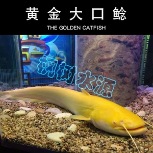 黄金大口鲶鱼 金鲶鱼活体 高档风水鱼 观赏现货风水鱼 凶猛肉食鱼