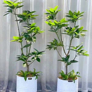 平安树多层造型客厅盆栽大绿植四季常青大棵幸福树室内外大型植物