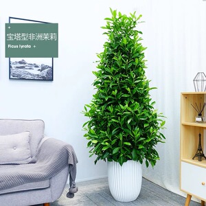 塔形非洲茉莉大型盆栽室内外门口客厅好养绿植办公室阳台花卉造型