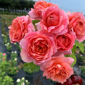 月季查尔斯磨坊