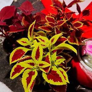 【五彩苏盆栽净化空气】五彩苏盆栽净化空气品牌,价格 - 阿里巴巴