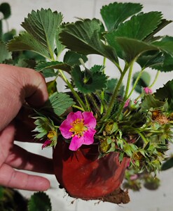 进口红花草莓奶莓苗新品托斯卡纳奶油超甜室外种植四季可观赏食用
