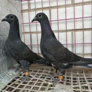 黑信鸽红宝石比利时信鸽火凤凰黄金甲种鸽杨阿腾小鸽子活体信鸽鸟