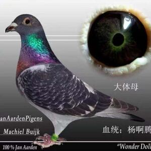 鸽子活体杨阿腾血统鸽幼鸽青年鸽原配种鸽吴淞李鸟红西翁紫罗兰