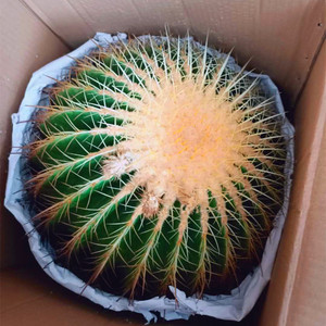 狂刺仙人球超大