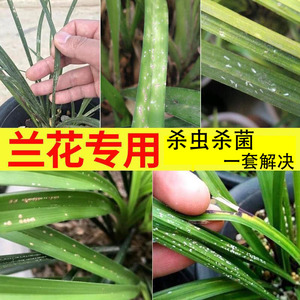 兰花专用杀虫杀菌套装介壳虫蚜虫小黑飞黑斑病茎腐病软腐病烂根药