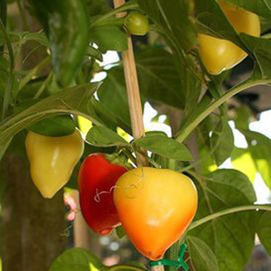 蔬果种子蟠桃观赏椒 辣椒种子 阳台种菜四季盆栽蔬菜种子耐寒特价