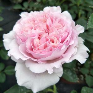 爱园花卉伊芙幻塔索斯实生根接苗伊芙系列月季