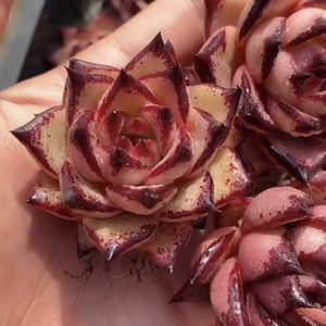 kusu库苏天狼星乌木优选品种进口大颗品种新手好养阳台多肉植物