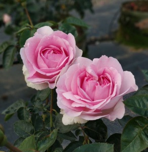 伊芙玫瑰香水 纯伊新品芙系列浓香切包月季花苗盆栽花卉扦插小苗